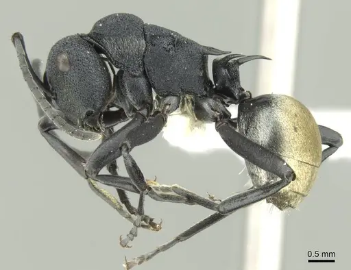 Polyrhachis euterpe specimen CASENT0906729 image casent0906729_3