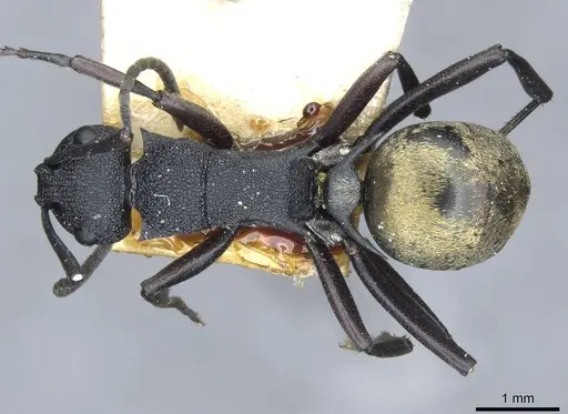 Polyrhachis euterpe specimen CASENT0910846 image casent0910846_1