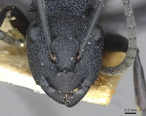 Polyrhachis euterpe specimen CASENT0910846 image casent0910846_2