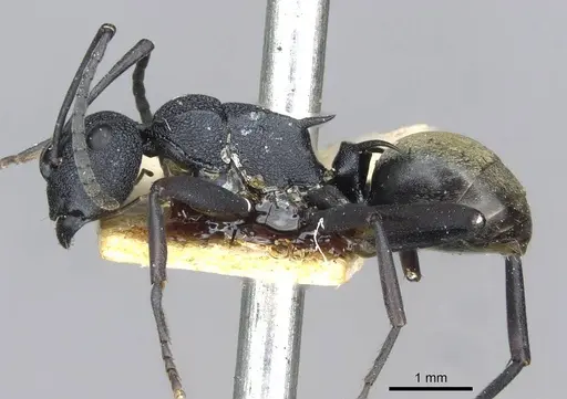 Polyrhachis euterpe specimen CASENT0910846 image casent0910846_3