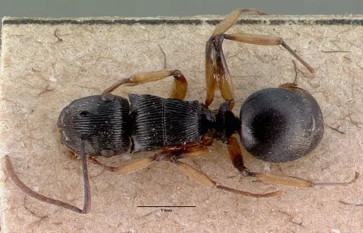 Polyrhachis exarata specimen CASENT0009233 image casent0009233_1