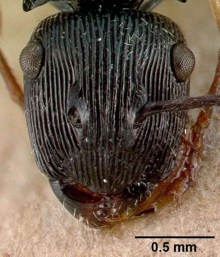 Polyrhachis exarata specimen CASENT0009233 image casent0009233_2