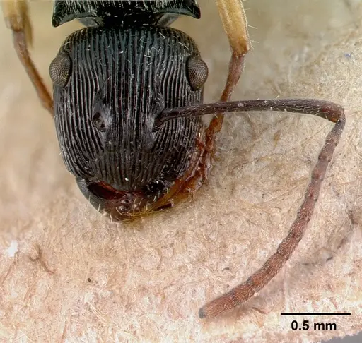 Polyrhachis exarata specimen CASENT0009233 image casent0009233_3