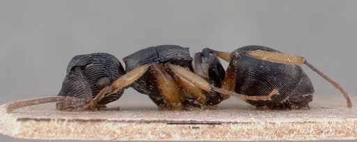 Polyrhachis exarata specimen CASENT0009233 image casent0009233_4