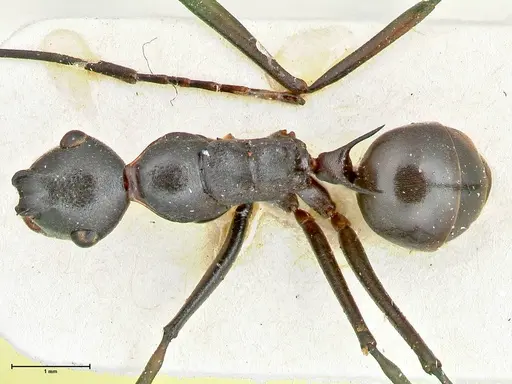 Polyrhachis excitata specimen FOCOL2552 image focol2552_1