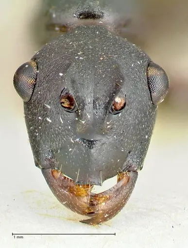 Polyrhachis excitata specimen FOCOL2552 image focol2552_2