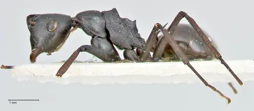 Polyrhachis excitata specimen FOCOL2552 image focol2552_3