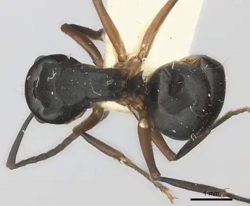 Polyrhachis exercita specimen CASENT0217770 image casent0217770_1