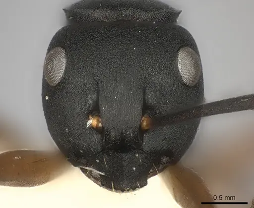 Polyrhachis exercita specimen CASENT0217770 image casent0217770_2