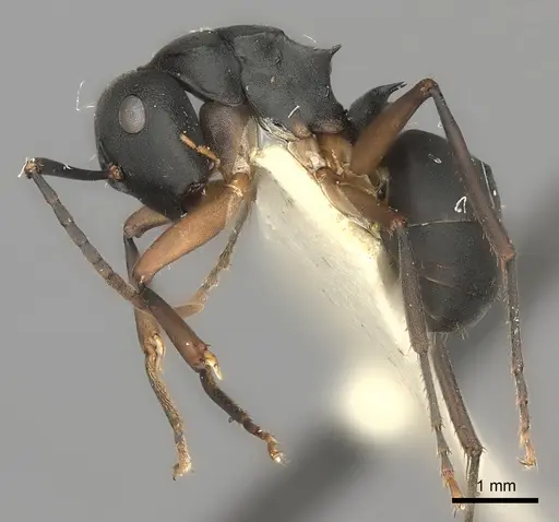 Polyrhachis exercita specimen CASENT0217770 image casent0217770_3