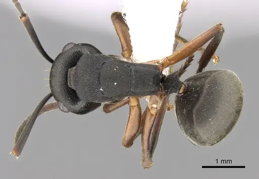 Polyrhachis exercita specimen CASENT0281352 image casent0281352_1