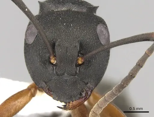 Polyrhachis exercita specimen CASENT0281352 image casent0281352_2