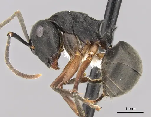 Polyrhachis exercita specimen CASENT0281352 image casent0281352_3