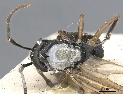 Polyrhachis exercita specimen CASENT0903298 image casent0903298_1