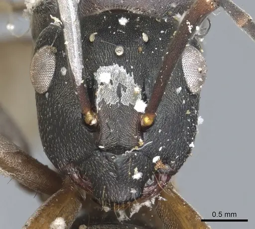 Polyrhachis exercita specimen CASENT0903298 image casent0903298_2