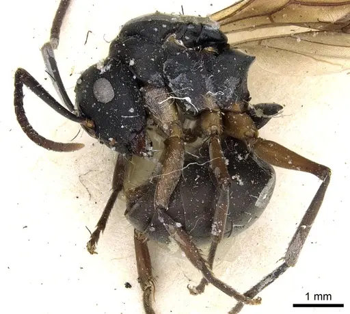 Polyrhachis exercita specimen CASENT0903298 image casent0903298_3