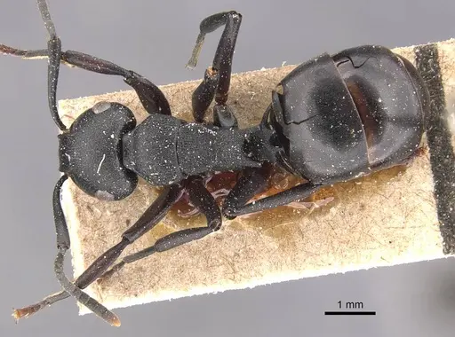 Polyrhachis exercita specimen CASENT0905829 image casent0905829_1