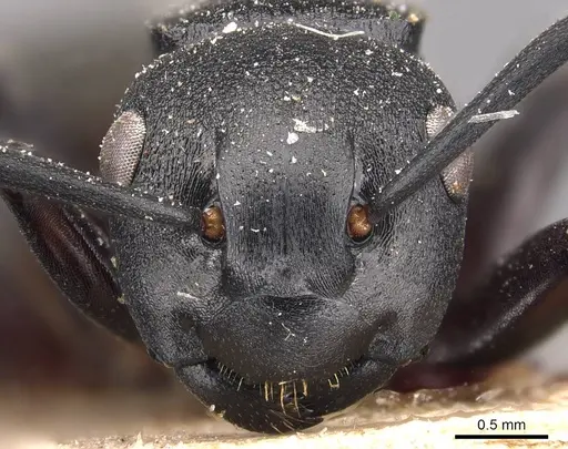 Polyrhachis exercita specimen CASENT0905829 image casent0905829_2