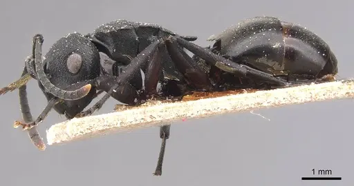 Polyrhachis exercita specimen CASENT0905829 image casent0905829_3
