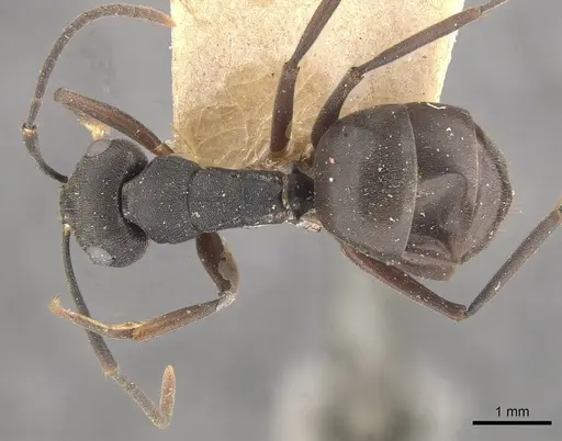 Polyrhachis exercita specimen CASENT0910765 image casent0910765_1