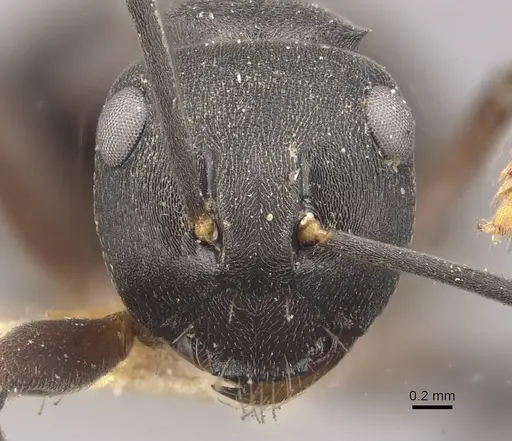 Polyrhachis exercita specimen CASENT0910765 image casent0910765_2
