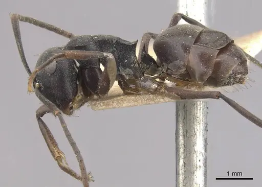 Polyrhachis exercita specimen CASENT0910765 image casent0910765_3
