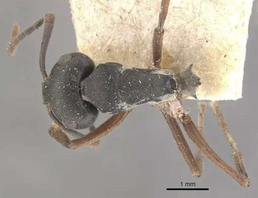 Polyrhachis exercita specimen CASENT0910766 image casent0910766_1