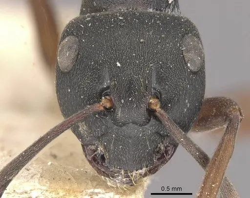 Polyrhachis exercita specimen CASENT0910766 image casent0910766_2