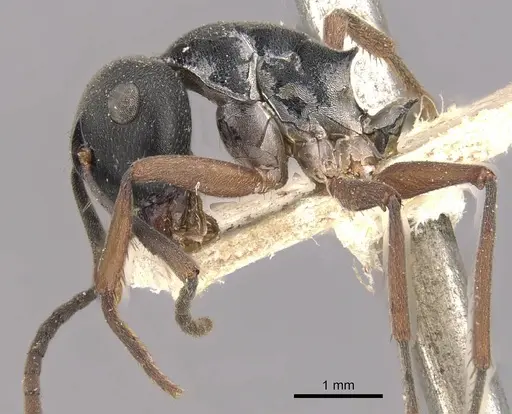 Polyrhachis exercita specimen CASENT0910766 image casent0910766_3