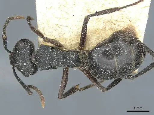 Polyrhachis exercita specimen CASENT0912092 image casent0912092_1