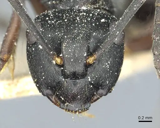 Polyrhachis exercita specimen CASENT0912092 image casent0912092_2