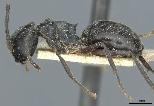Polyrhachis exercita specimen CASENT0912092 image casent0912092_3