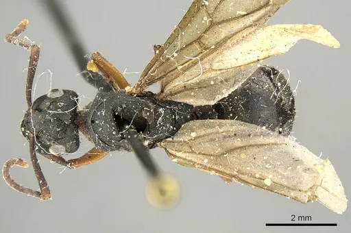 Polyrhachis exercita specimen CASENT0915819 image casent0915819_1