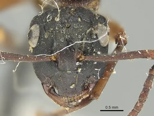 Polyrhachis exercita specimen CASENT0915819 image casent0915819_2