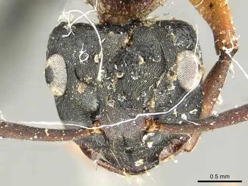 Polyrhachis exercita specimen CASENT0915819 image casent0915819_3