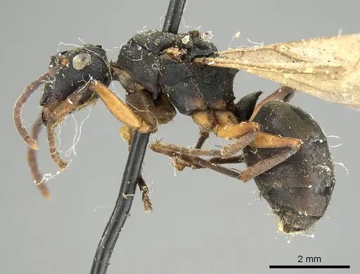 Polyrhachis exercita specimen CASENT0915819 image casent0915819_4