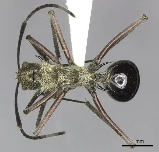 Polyrhachis exotica specimen CASENT0249116 image casent0249116_1