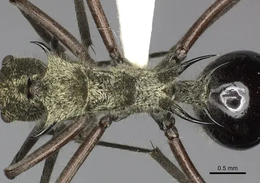 Polyrhachis exotica specimen CASENT0249116 image casent0249116_2