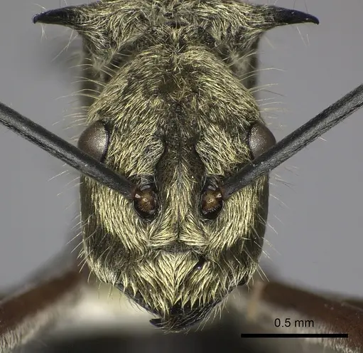 Polyrhachis exotica specimen CASENT0249116 image casent0249116_3