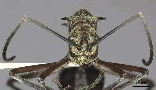 Polyrhachis exotica specimen CASENT0249116 image casent0249116_4
