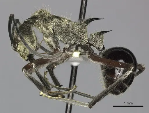 Polyrhachis exotica specimen CASENT0249116 image casent0249116_5
