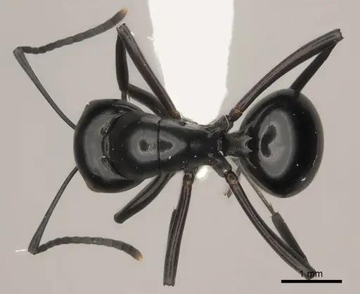 Polyrhachis expressa specimen CASENT0217429 image casent0217429_1