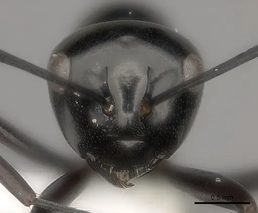 Polyrhachis expressa specimen CASENT0217429 image casent0217429_2
