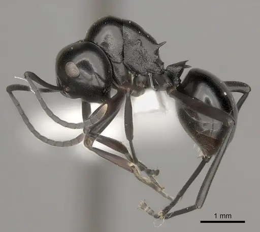 Polyrhachis expressa specimen CASENT0217429 image casent0217429_3
