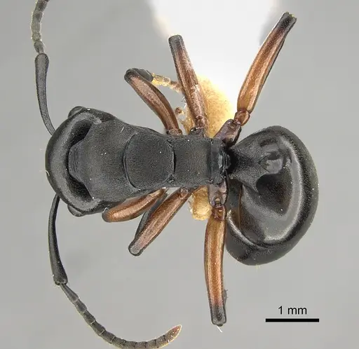 Polyrhachis femorata specimen CASENT0887770 image casent0887770_1