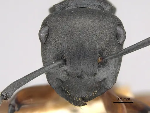 Polyrhachis femorata specimen CASENT0887770 image casent0887770_2
