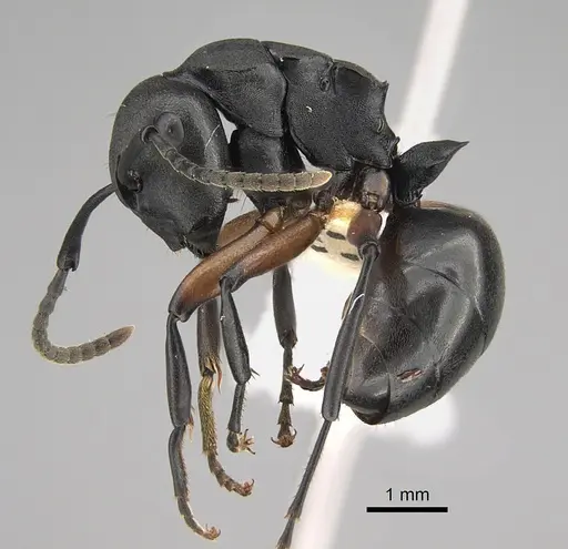 Polyrhachis femorata specimen CASENT0887770 image casent0887770_3