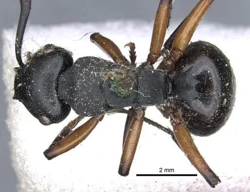 Polyrhachis femorata specimen CASENT0903302 image casent0903302_1