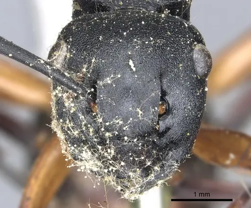 Polyrhachis femorata specimen CASENT0903302 image casent0903302_2