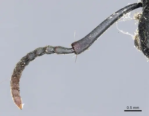 Polyrhachis femorata specimen CASENT0903302 image casent0903302_3